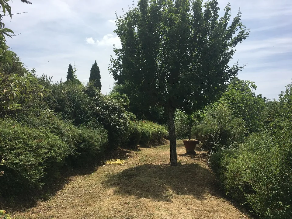 Olive and fig trees Olive and fig trees among the estate's gardens